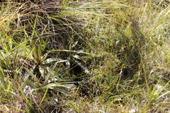 Celmisia semicordata aurigans