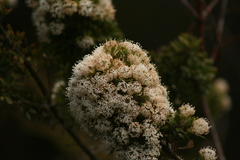 Hakea ruscifolia