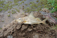 Iheringichthys labrosus