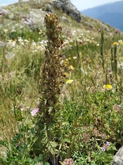 Pedicularis sibthorpii