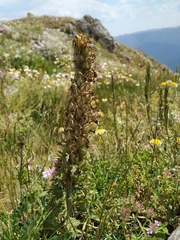 Pedicularis sibthorpii