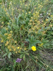 Potentilla umbrosa