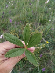 Potentilla umbrosa