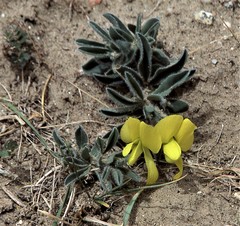 Thermopsis alpina