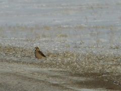 Coccothraustes coccothraustes