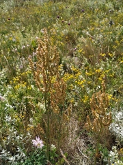 Rumex turcomanicus