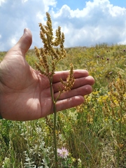 Rumex turcomanicus