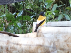 Coccothraustes abeillei