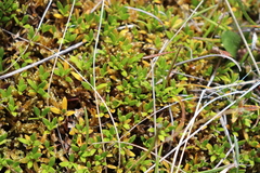 Coprosma perpusilla perpusilla
