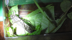 Mecopodinae