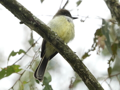 Myiarchus cephalotes