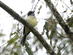 Myiarchus cephalotes