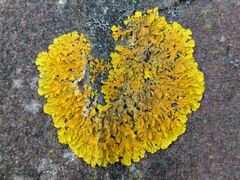 Xanthoria calcicola