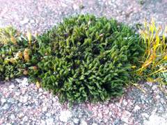 Schistidium crassipilum