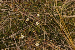 Gentianella grisebachii