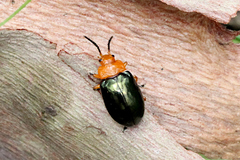 Phyllocharitini