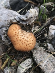 Polyporus mcmurphyi