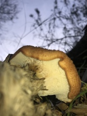 Polyporus mcmurphyi