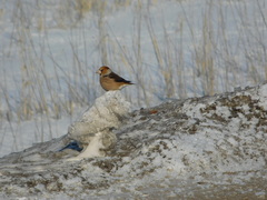 Coccothraustes coccothraustes