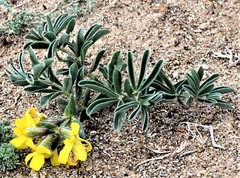 Thermopsis alpina