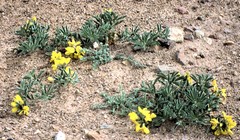 Thermopsis alpina