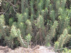 Austrocylindropuntia subulata