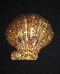 Image of Nodipecten subnodosus