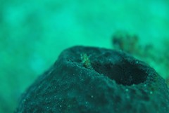 Irciniidae