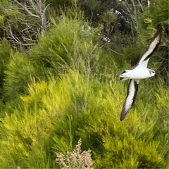 Pterodroma nigripennis