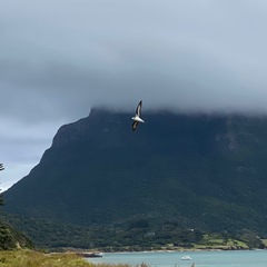 Pterodroma nigripennis