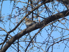 Turdus pilaris
