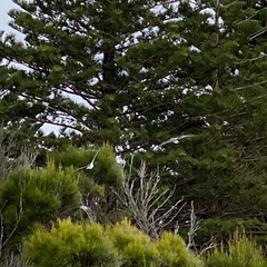 Pterodroma nigripennis