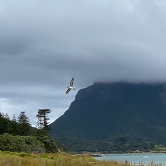 Pterodroma nigripennis