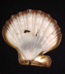 Nodipecten subnodosus