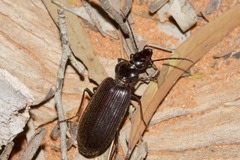 Helluonidius