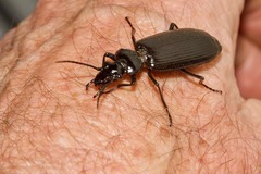 Helluonidius