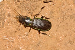 Catadromus lacordairei