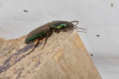 Catadromus lacordairei