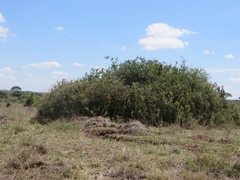 Austrocylindropuntia subulata