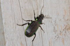 Catadromus lacordairei