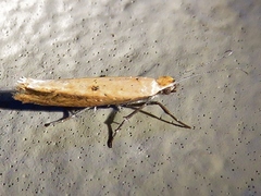 Ypsolopha unicipunctella