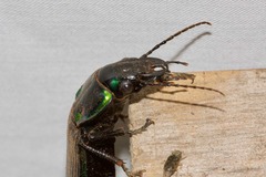 Catadromus lacordairei