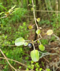 Coprosma spathulata spathulata