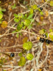 Coprosma spathulata spathulata