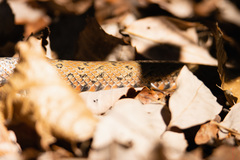 Euprepiophis conspicillata