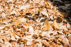 Euprepiophis conspicillata