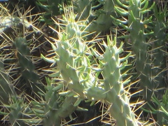 Austrocylindropuntia subulata