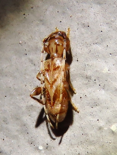 Beige Longhorned Beetle