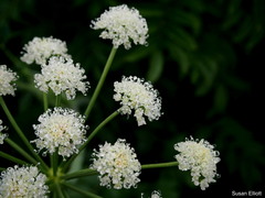 Ligusticum grayi