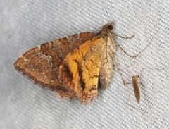 Chrysolarentia bichromata